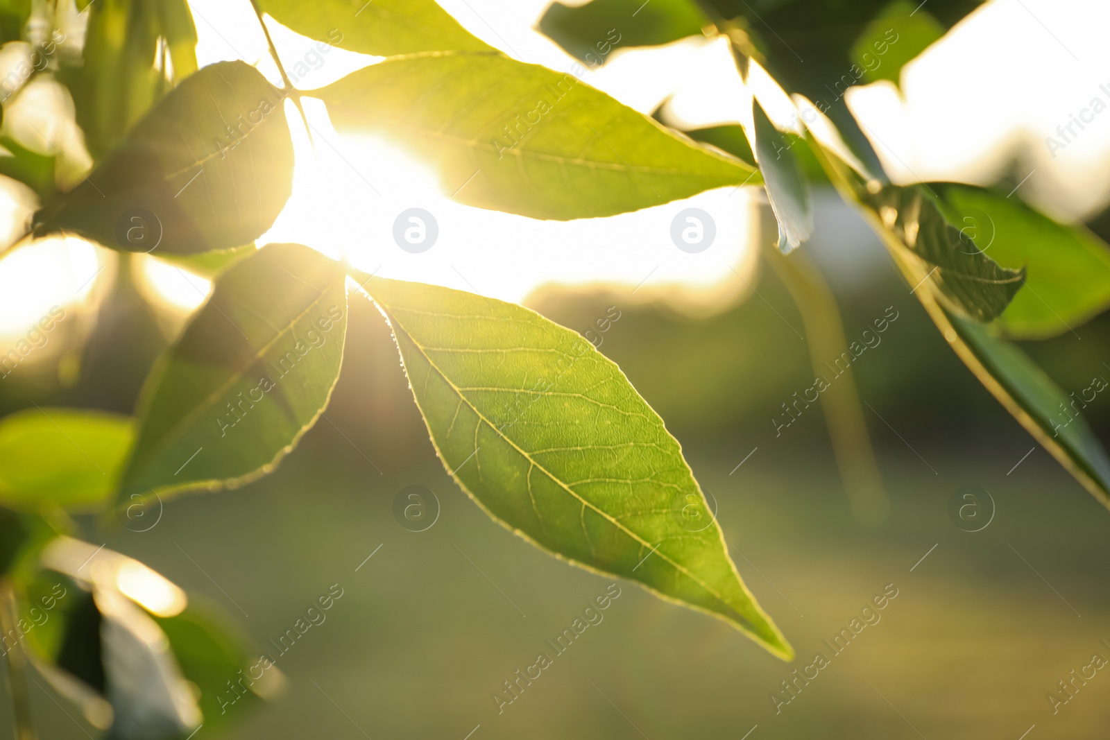 Photo of Closeup view of ash tree with young fresh green leaves outdoors on spring day