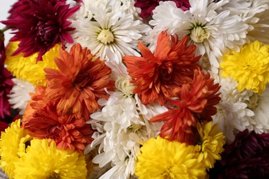 Many beautiful and colorful chrysanthemum flowers as background, closeup