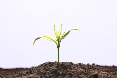 Photo of Young seedling in fertile soil on white background