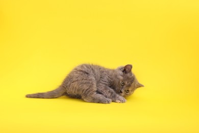 Photo of Cute little grey kitten lying on yellow background