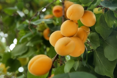 Delicious apricots on tree outdoors, closeup view