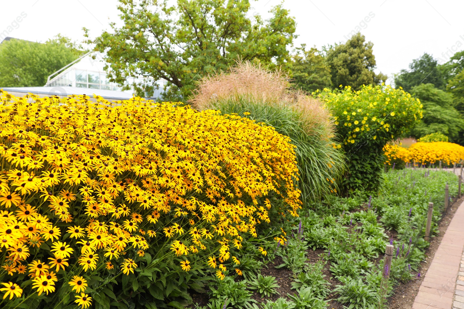 Photo of Beautiful blooming yellow coneflowers in garden outdoors