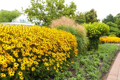 Photo of Beautiful blooming yellow coneflowers in garden outdoors