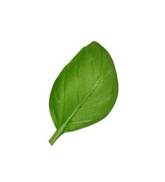 Photo of One green basil leaf isolated on white