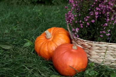 Photo of Wicker basket with beautiful heather flowers and pumpkins on green grass outdoors