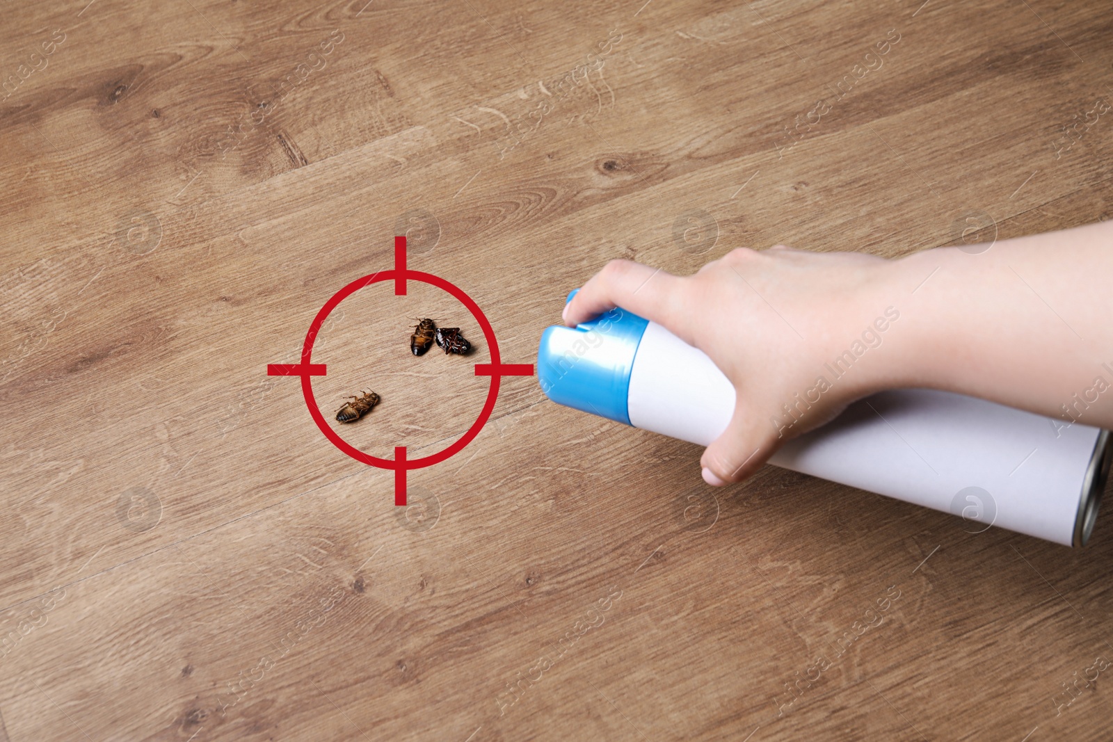 Image of Woman spraying insecticide onto cockroaches, closeup. Pest control