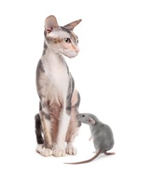 Cute Sphynx cat and rat on white background. Lovely pets