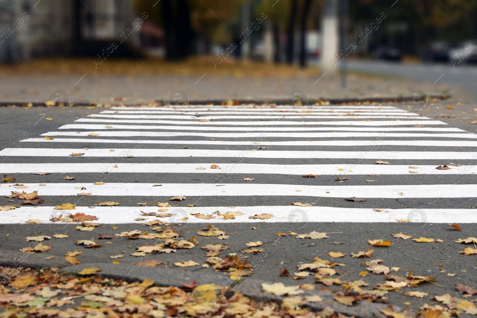 Photo of Pedestrian crossing on empty city street in autumn