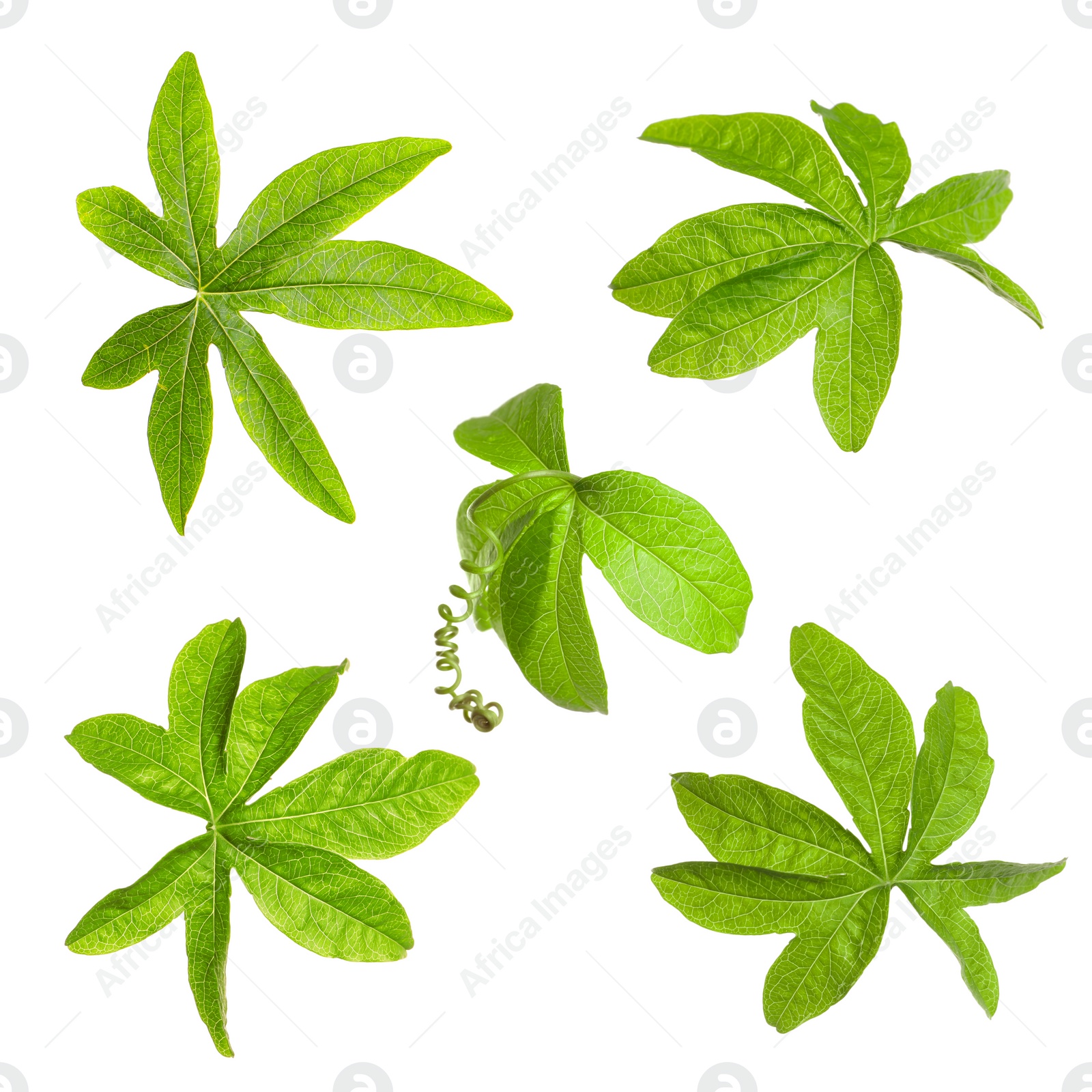 Image of Set with Passiflora plant (passion fruit) leaves on white background 