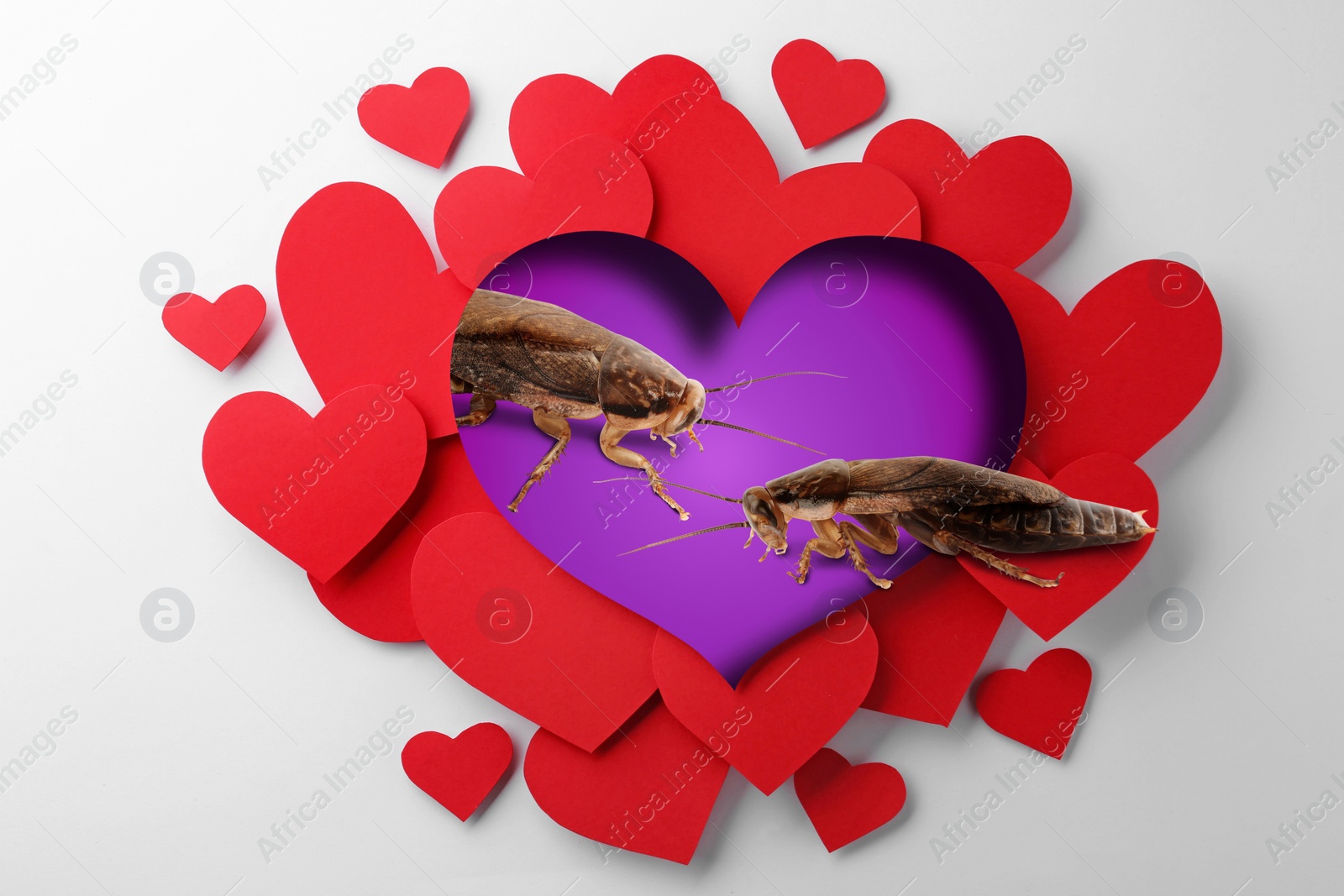 Image of Valentine's Day Promotion Name Roach - QUIT BUGGING ME. Cockroaches on purple background, view through cut out heart from paper