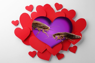 Valentine's Day Promotion Name Roach - QUIT BUGGING ME. Cockroaches on purple background, view through cut out heart from paper