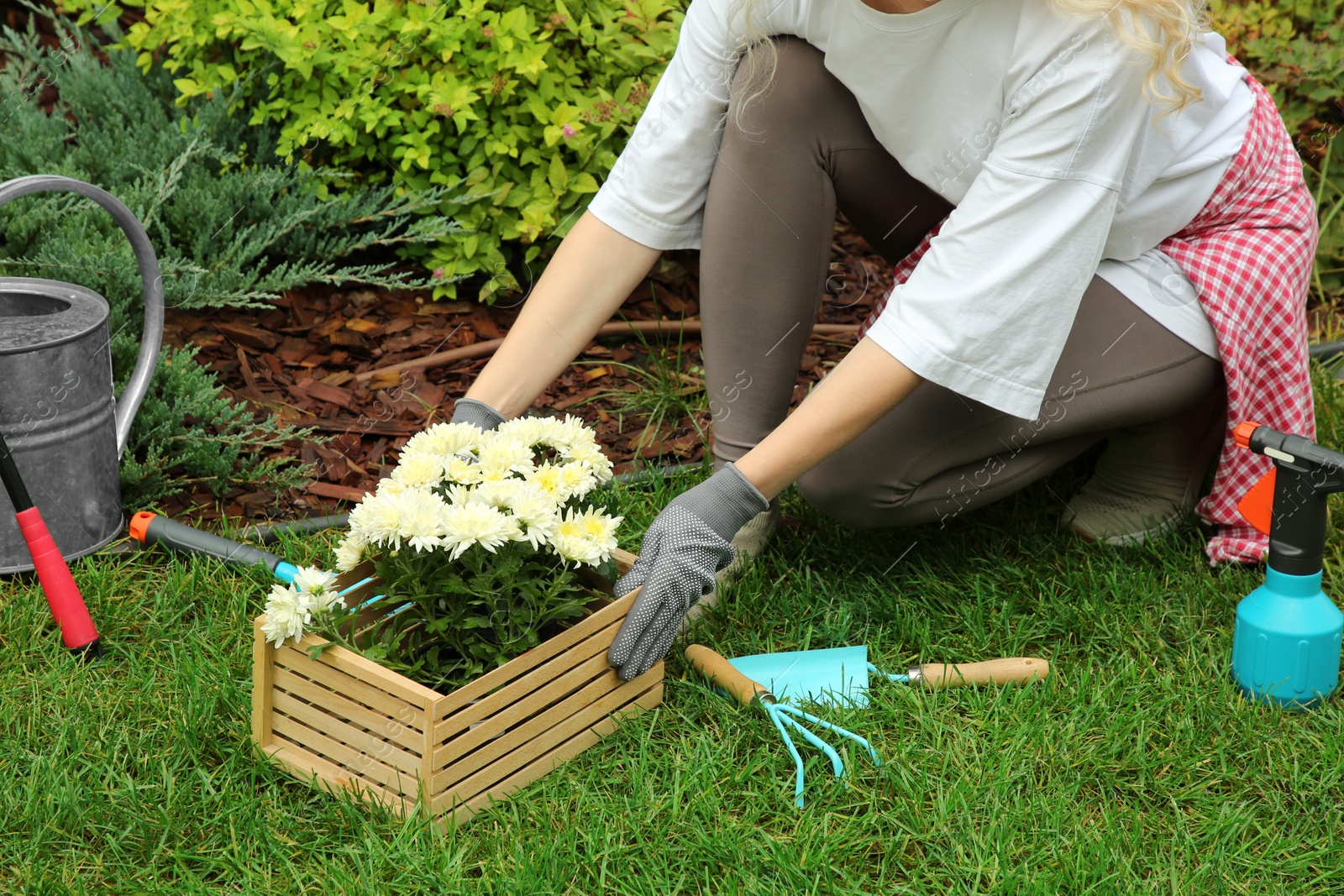 Photo of Transplanting. Woman with chrysanthemum flowers and gardening tools on green grass outdoors, closeup