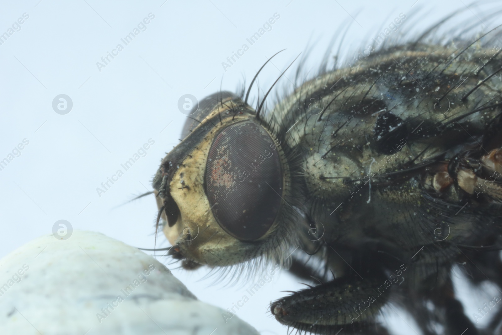 Photo of One black housefly on white background, macro view