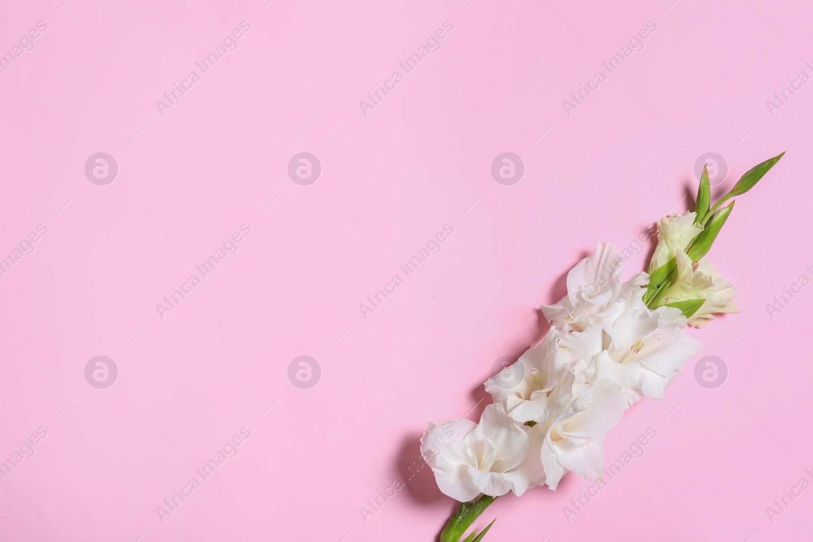 Photo of Beautiful gladiolus flowers on pink background, top view. Space for text