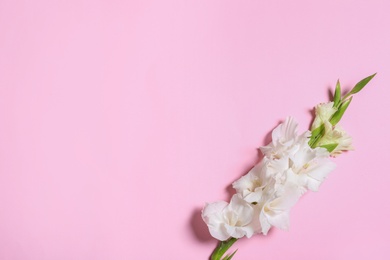 Photo of Beautiful gladiolus flowers on pink background, top view. Space for text