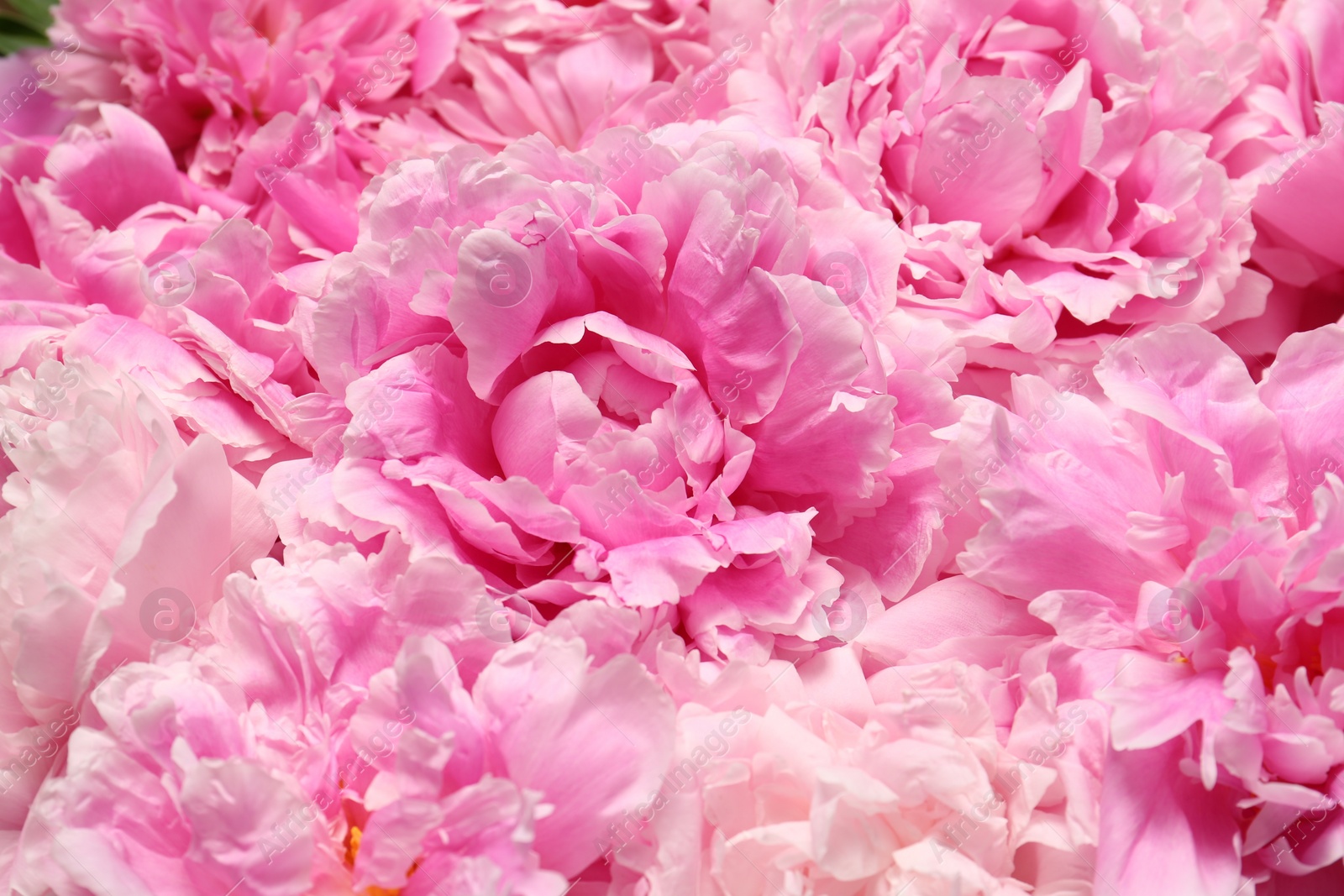 Photo of Beautiful aromatic peony flowers as background, closeup