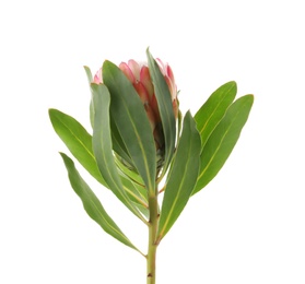 Photo of Beautiful protea flower on white background. Tropical plant