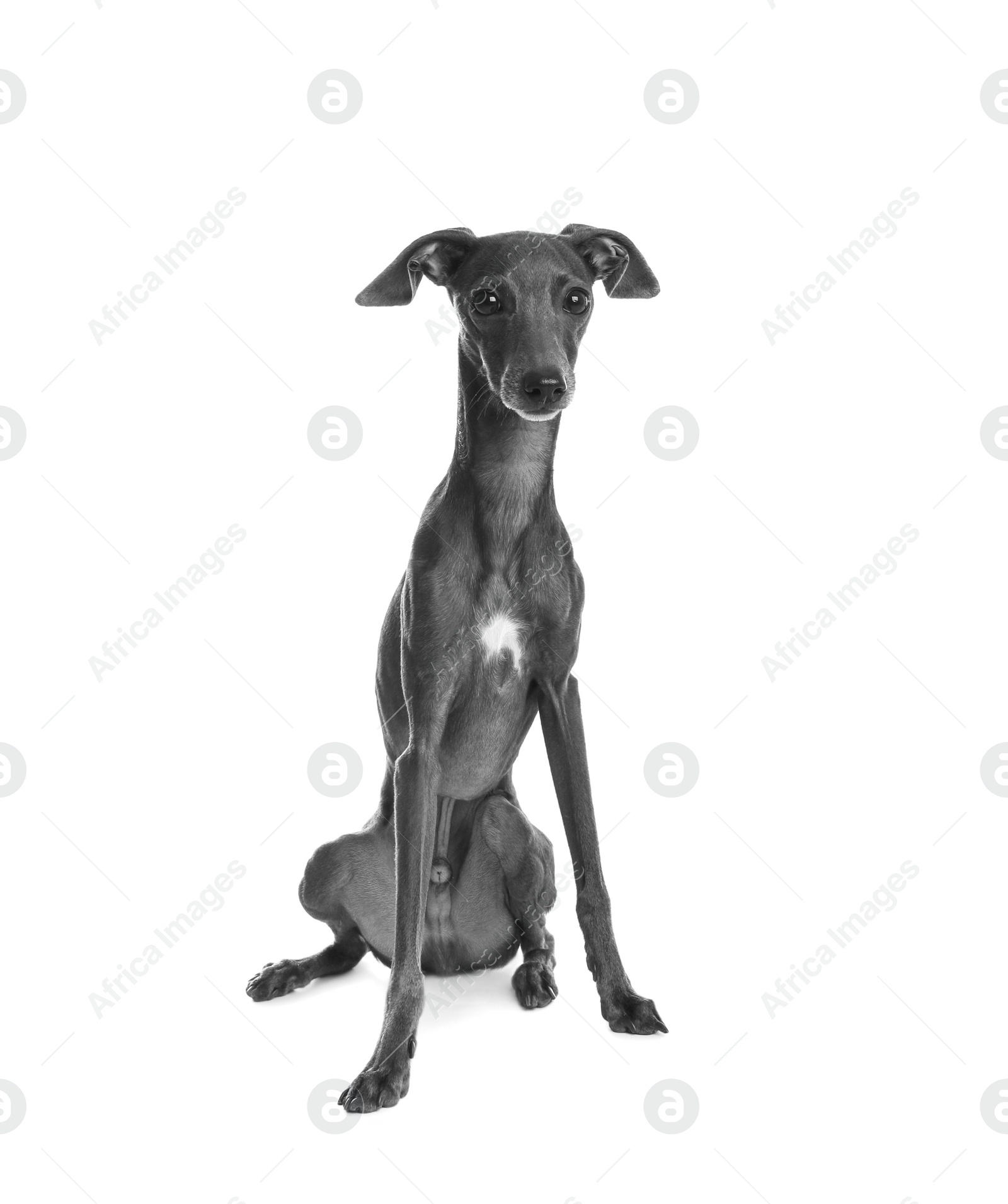 Photo of Cute Italian Greyhound dog on white background