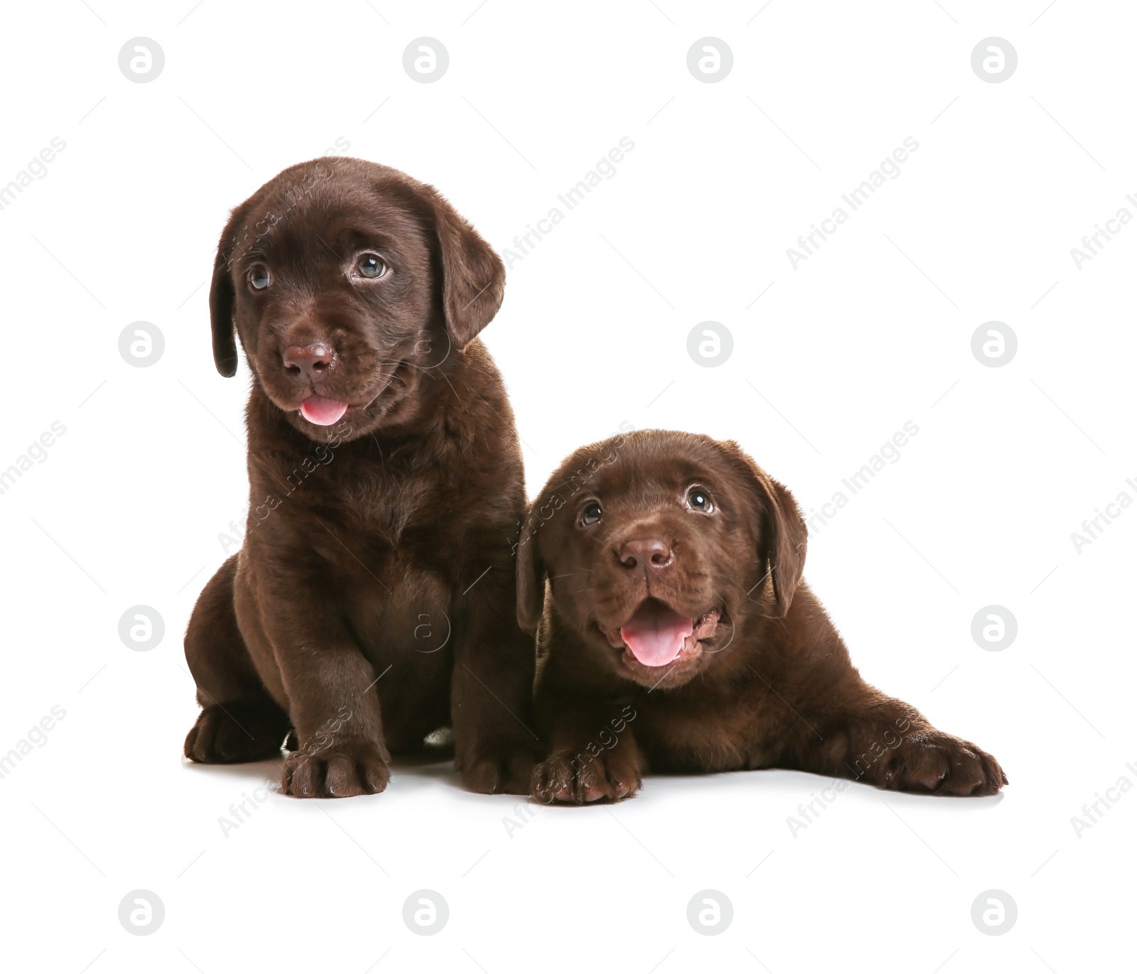 Photo of Chocolate Labrador Retriever puppies on white background