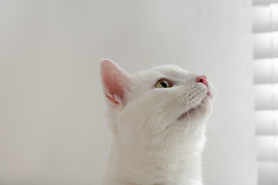 Photo of Beautiful white cat indoors. Professional animal photography