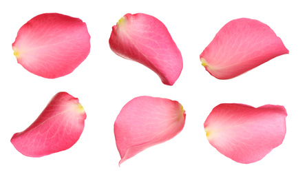 Fresh pink rose petals on white background