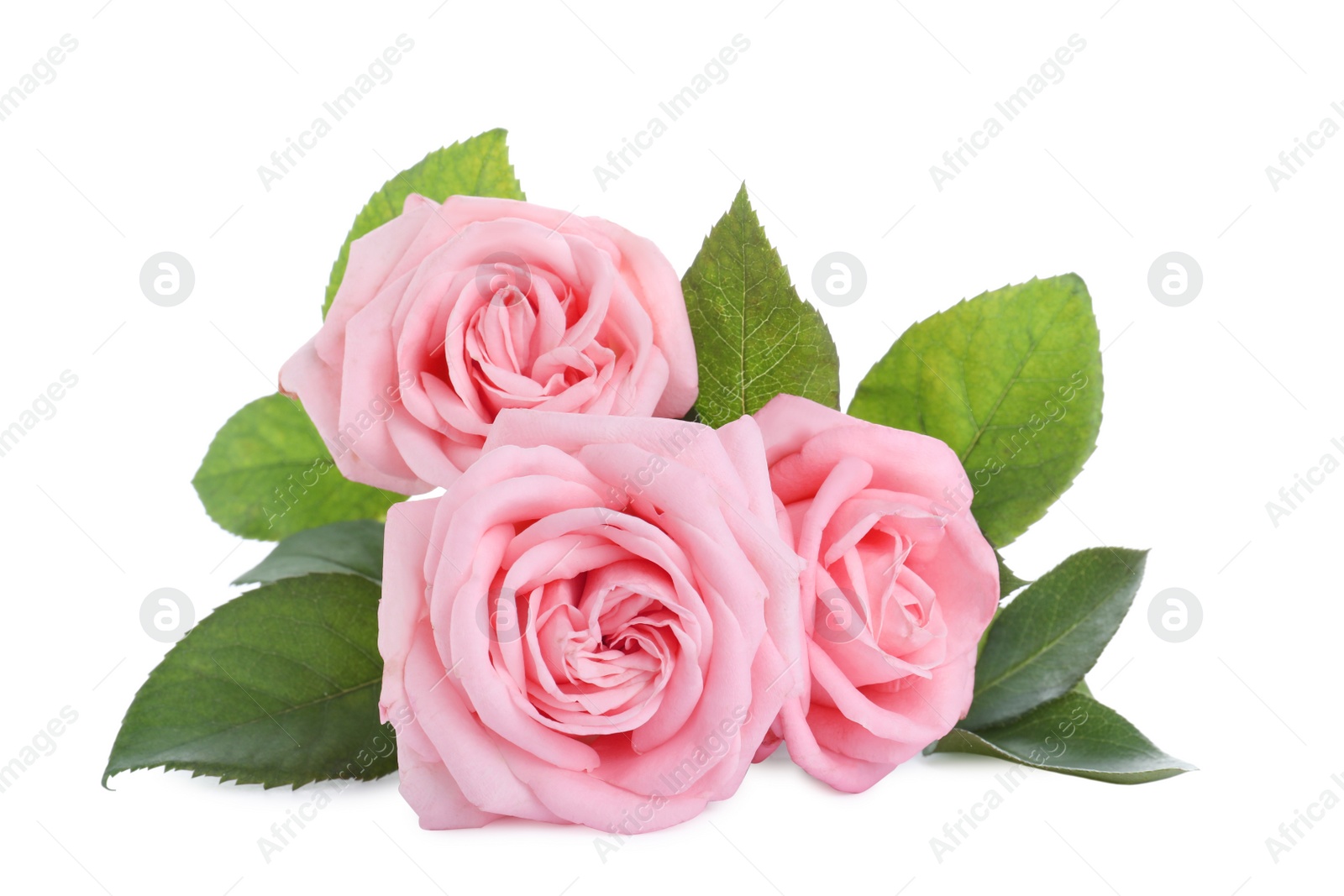 Photo of Blooming pink roses on white background. Beautiful flowers