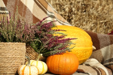 Beautiful composition with heather flowers in pots and pumpkins outdoors