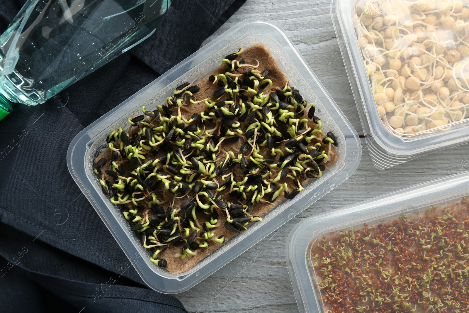 Photo of Growing microgreens. Different sprouted seeds in containers on grey wooden table, flat lay