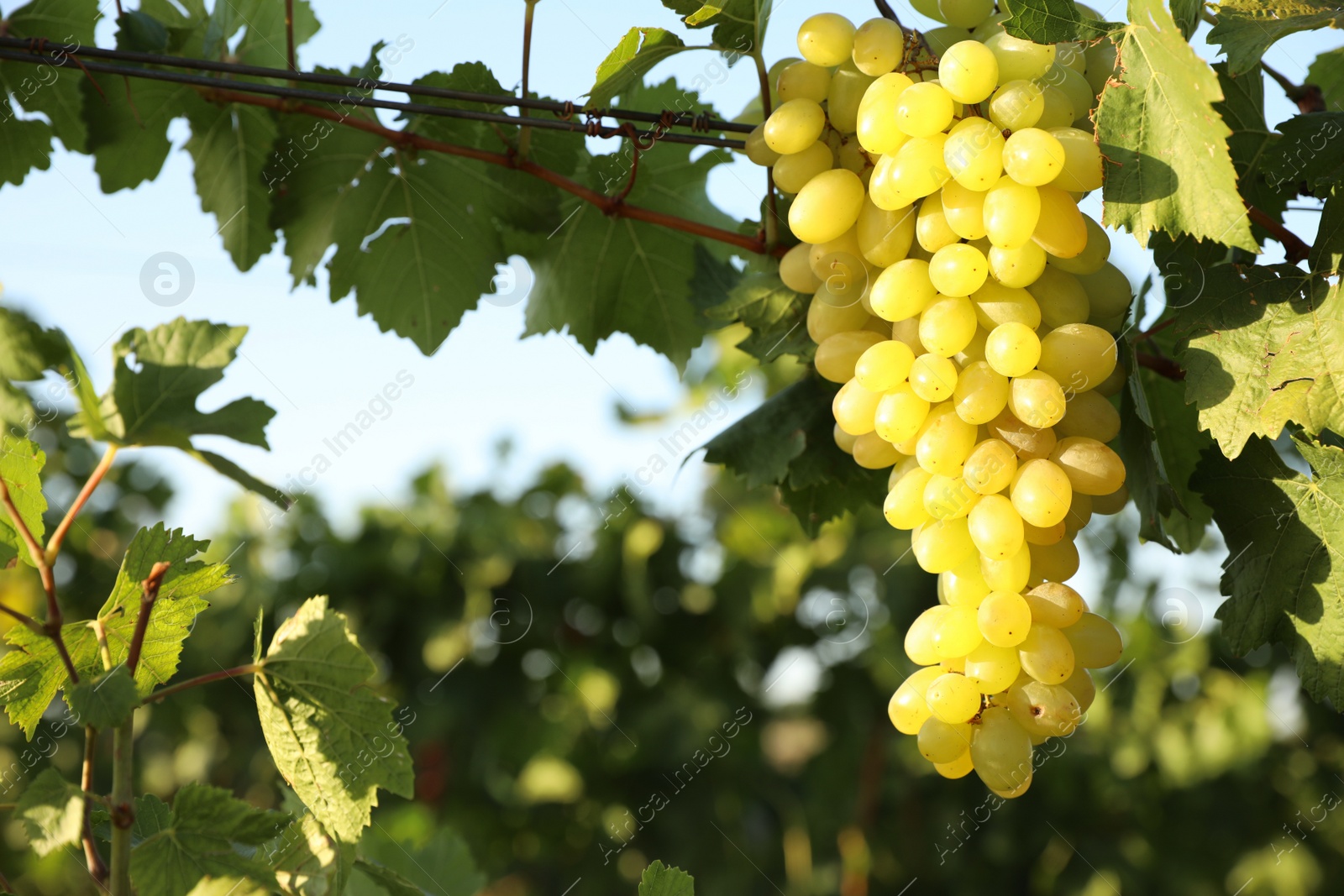 Photo of Delicious ripe grapes in vineyard. Harvest season