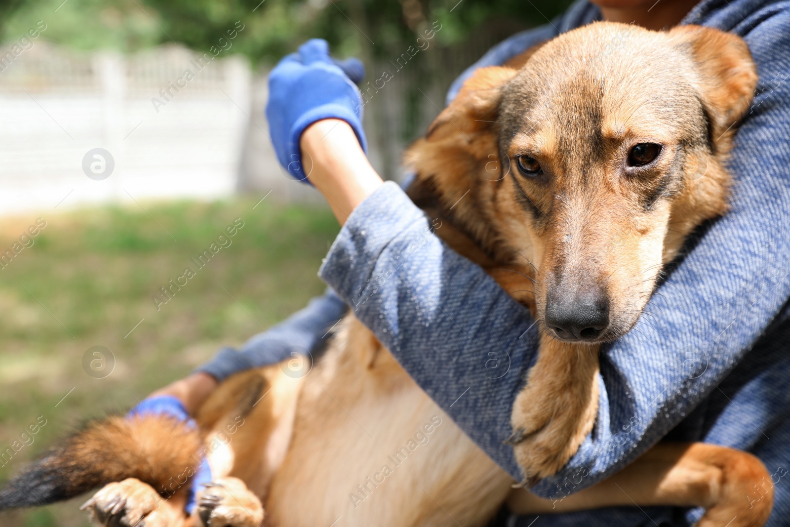 Photo of Female volunteer with homeless dog at animal shelter outdoors