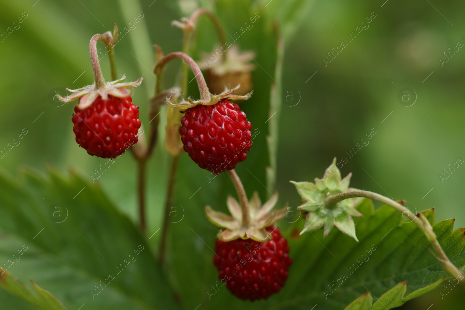 Photo of Small wild strawberries growing outdoors, closeup view