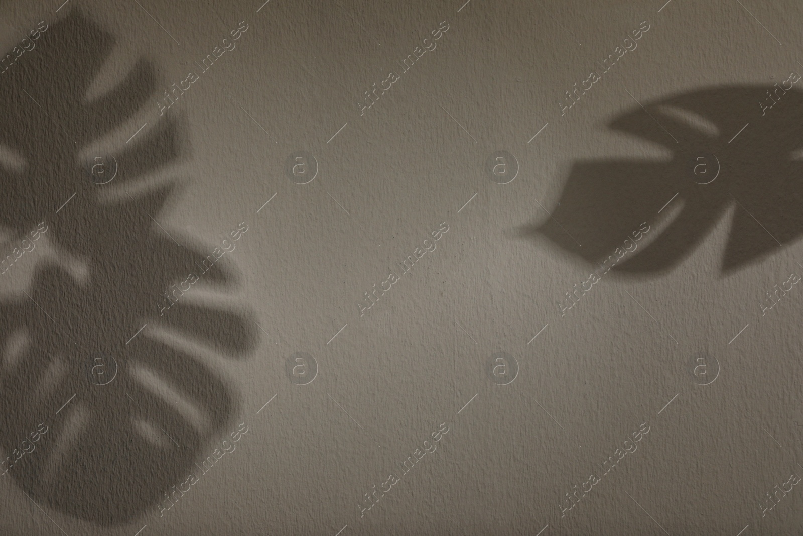 Photo of Shadows of monstera leaves on light wall, space for text