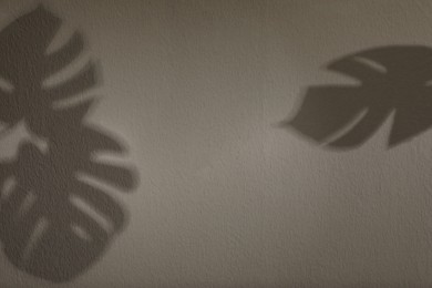 Photo of Shadows of monstera leaves on light wall, space for text