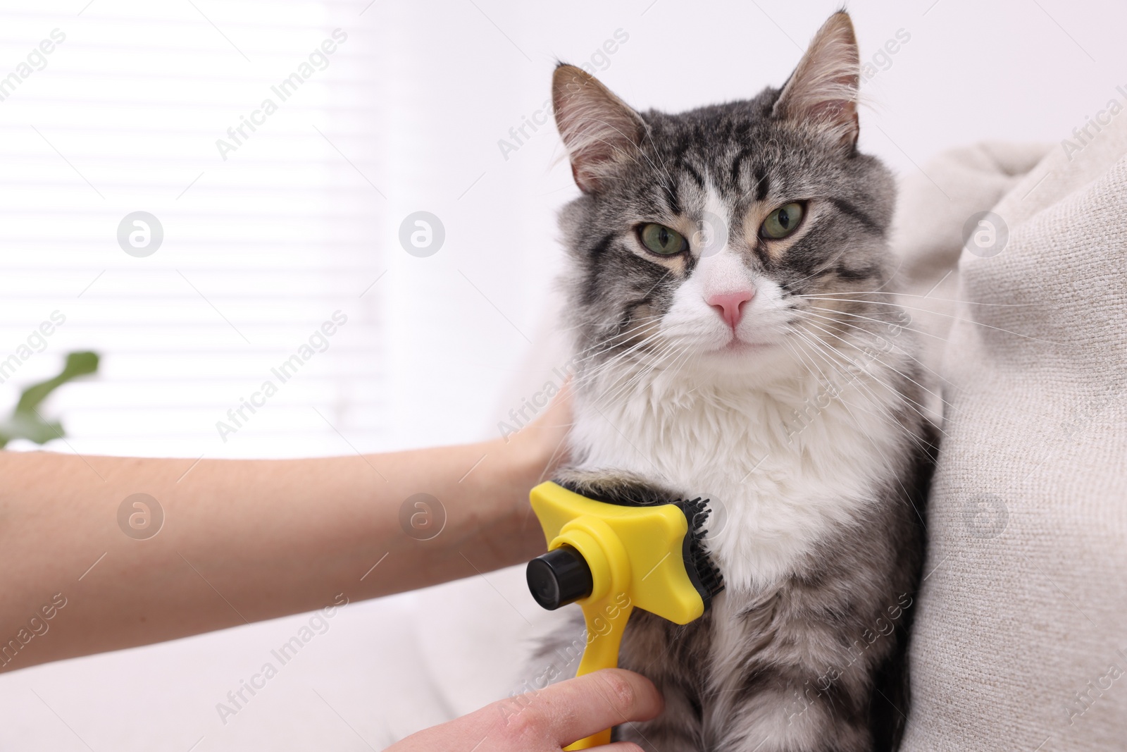 Photo of Woman brushing her cute cat on sofa at home, closeup