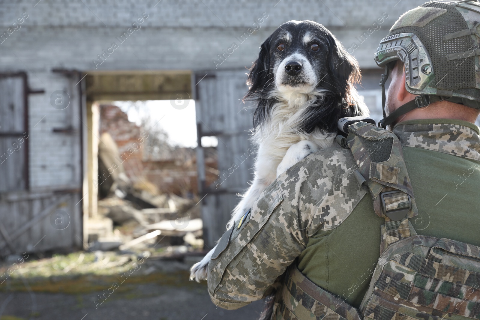 Photo of Ukrainian soldier rescuing stray dog outdoors, back view. Space for text