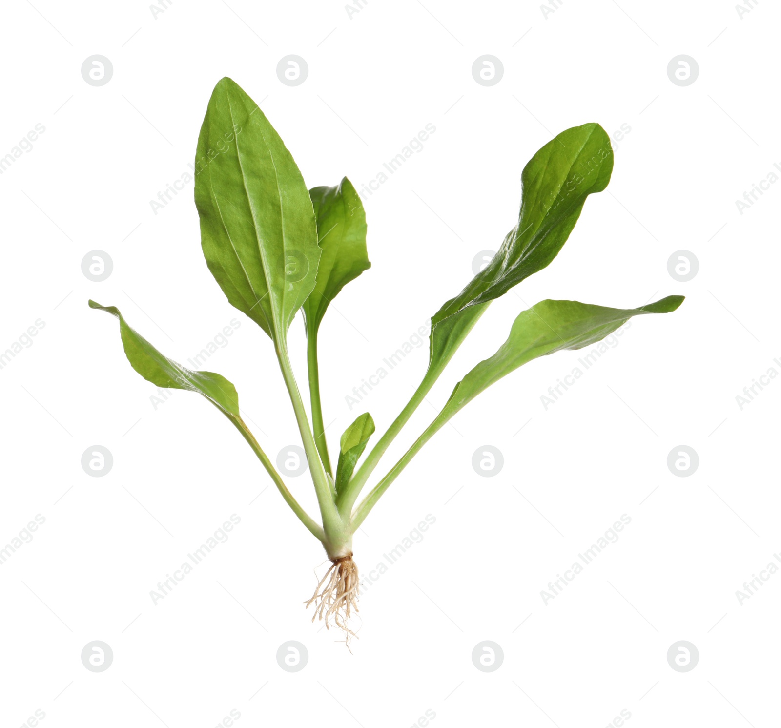 Photo of Green broadleaf plantain plant isolated on white