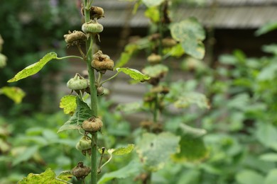 Photo of Beautiful unopened mallow buds growing in garden, space for text