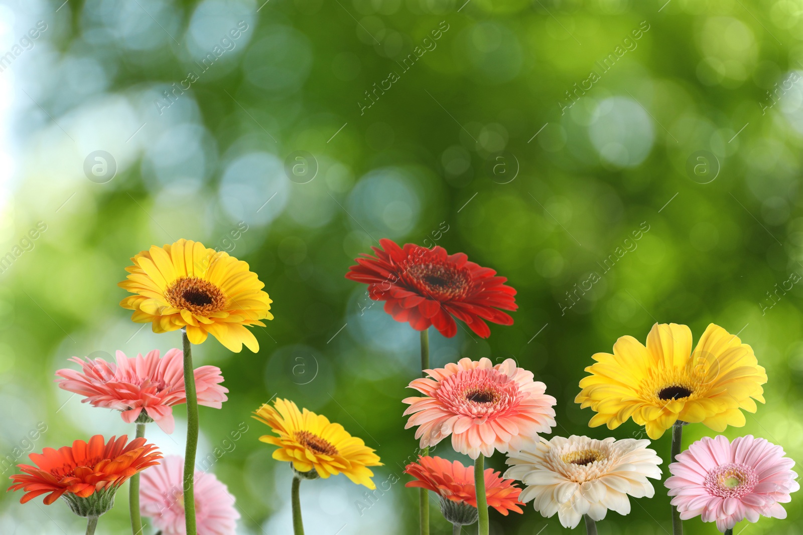 Image of Beautiful colorful gerbera flowers outdoors on sunny day, bokeh effect