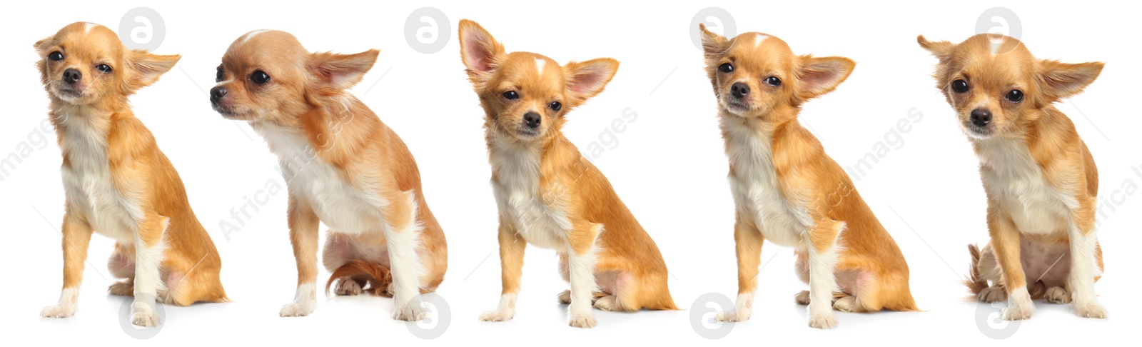 Image of Collage with photos of cute dog on white background. Banner design