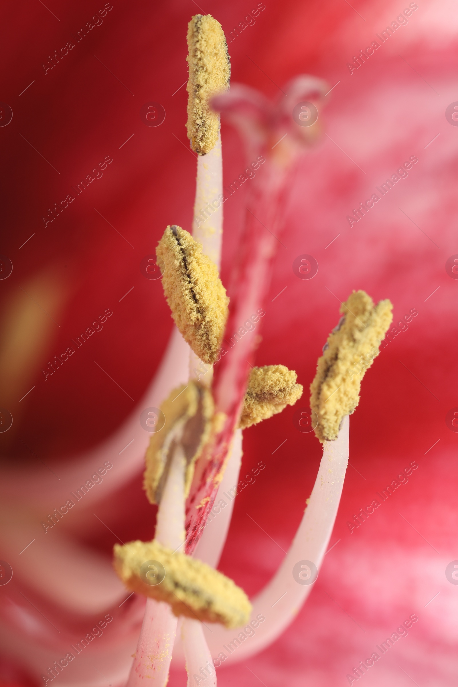 Photo of Beautiful red Amaryllis flower as background, macro view