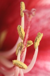 Beautiful red Amaryllis flower as background, macro view