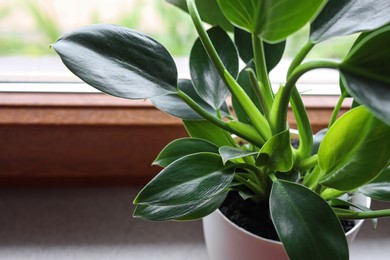 Photo of Beautiful houseplant with bright green leaves in pot on windowsill, closeup