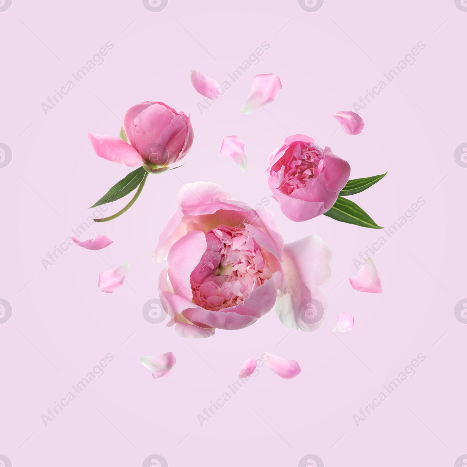 Image of Beautiful peony flowers flying on pink background