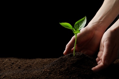 Woman and young green seedling in soil against black background, closeup with space for text