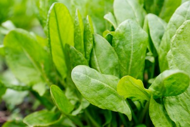Photo of Fresh green sorrel plant growing in garden on spring day, closeup