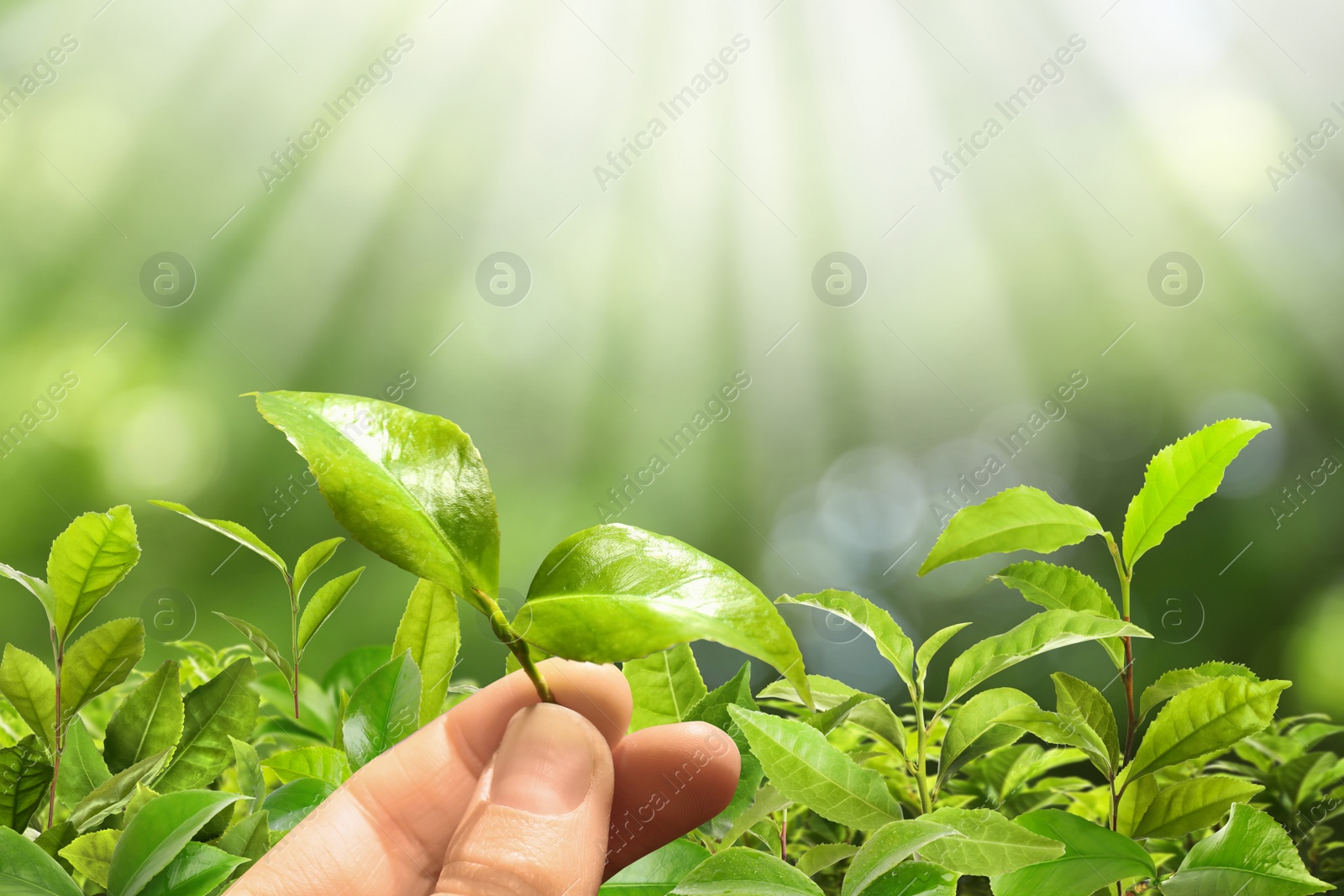 Image of Tea plantation. Woman holding twig with fresh green leaves, closeup