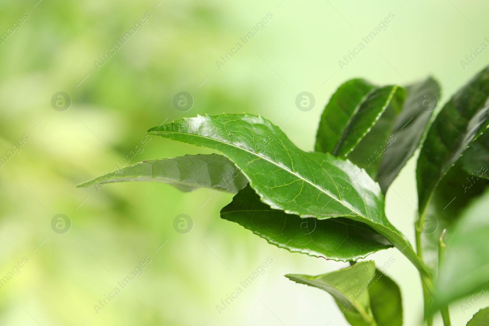 Photo of Green leaves of tea plant on blurred background, closeup. Space for text