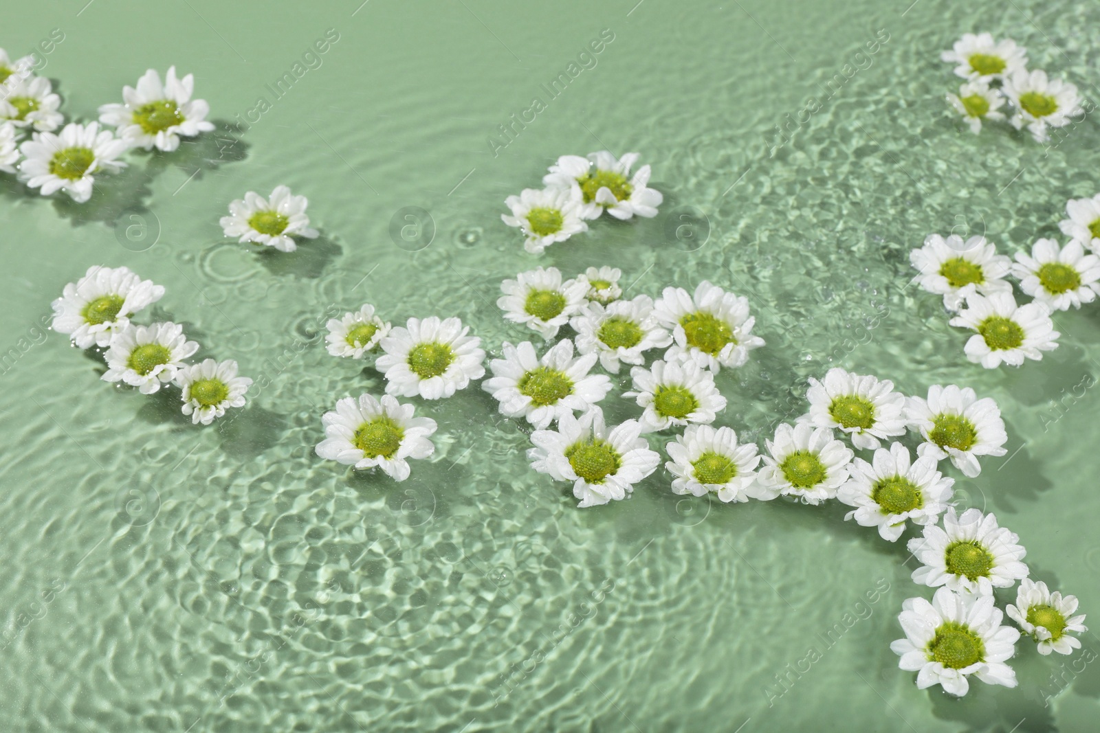 Photo of Beautiful chrysanthemum flowers in water on green background