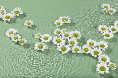 Beautiful chrysanthemum flowers in water on green background