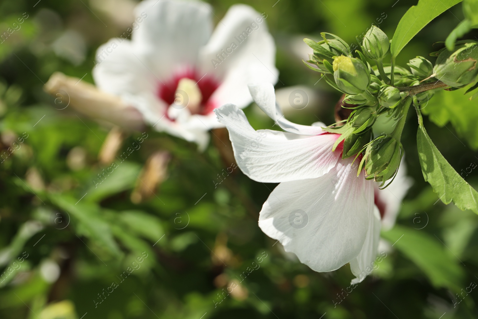 Photo of Beautiful hibiscus flowers growing outdoors, closeup. Space for text
